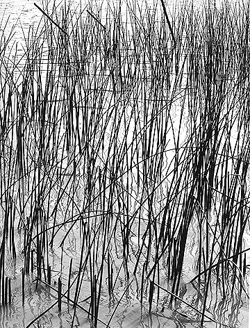 Reeds. Delta, Province of Buenos Aires